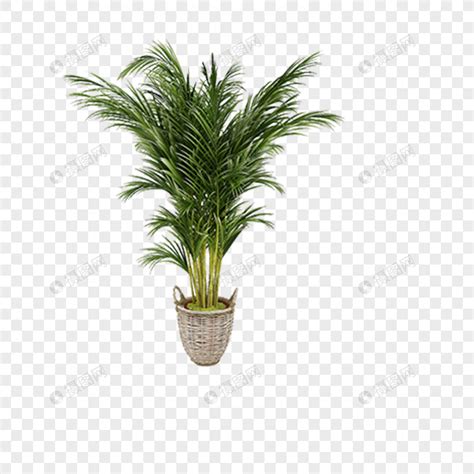 绿色的植物盆栽元素素材下载-正版素材400436871-摄图网