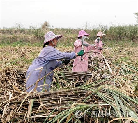 [宁明县]举办砍蔗趣味竞技比赛推动甘蔗“双高”生产 - 广西县域经济网