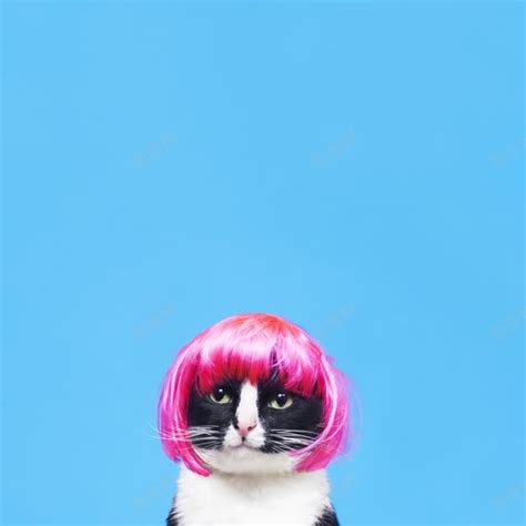 猫假发非主流头像