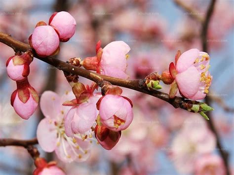 杏花的花语及传说 - 花语百科