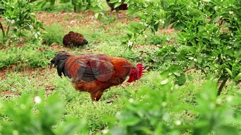 林下养鸡……萨索农场念活了“生态经”