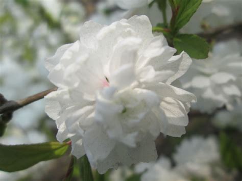 美丽花开满树的白花檵木_中华康网