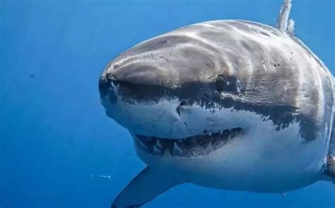 南非好奇大白鲨破水而出打照面：吓坏潜水者|文章|中国国家地理网