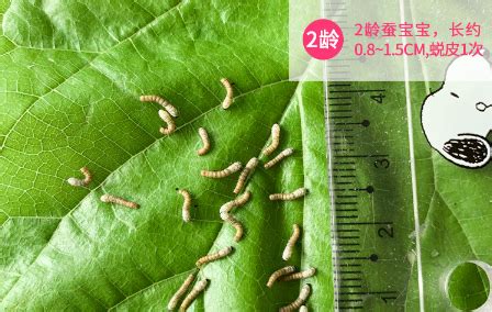 蚕的生长变化观察记录表 蚕的生长变化过程图片 - 达达搜