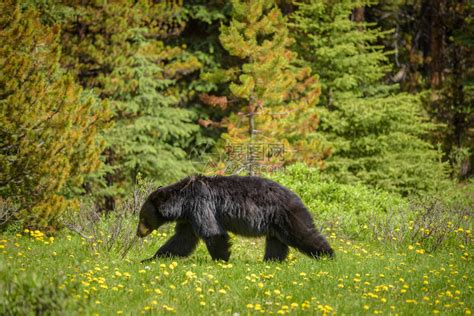 轻的美国黑熊原木上行走高清图片下载-正版图片300144790-摄图网