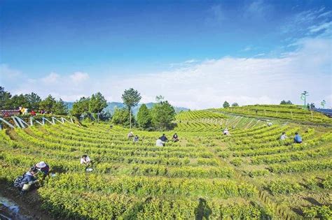 旺苍木门成全国最大黄茶种植基地 - 广元报告网 - 做具有人文情怀的社团媒体