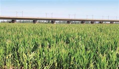 生产线_酒泉博世秾种业有限责任公司|玉米种子