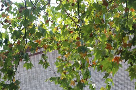 梧桐树，是一种做上等古琴的好材料，也是一种著名的观赏树种