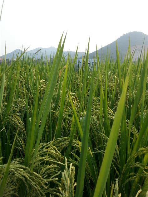 特高产水稻超优37,特高产水稻,特高产水稻品种_大山谷图库