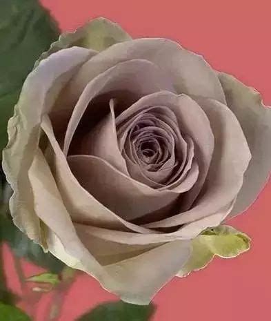「鲜花养护」怎么让娇艳的玫瑰花尽情绽放|养护|鲜花|玫瑰花_新浪新闻