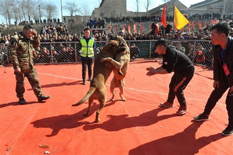 农民组织新春斗狗比赛，猛犬撕咬场面激烈，数百人围观|猛犬|比赛|主人_新浪新闻