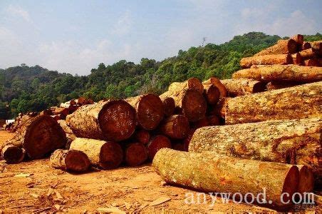 明年起，这些老挝木材将被禁止出口到越南【批木网】 - 木业行业 - 批木网