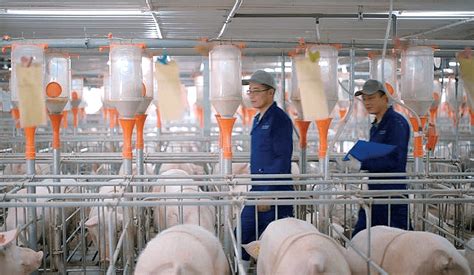 荷兰是怎样养羊的？智能化、自动化的养羊模式，令人大开眼界！_养殖_现代化_畜牧业