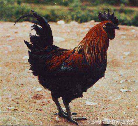 “中国四大名鸡”：究竟哪只鸡才能称得上“鸡中霸王”