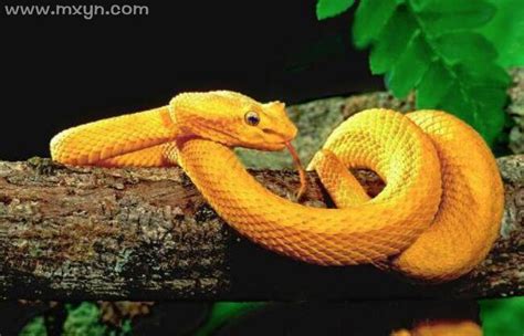 红点锦蛇，美丽而又温顺的无毒蛇，很好的宠物蛇！|红点锦蛇|宠物蛇|无毒蛇_新浪新闻