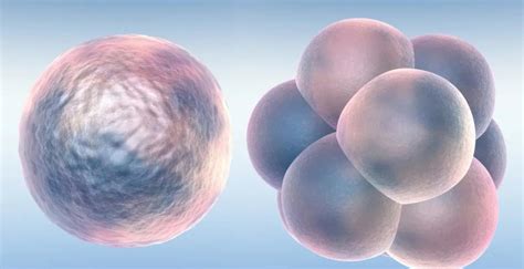 什么是优质胚胎？哪些胚胎更容易养囊胚？ - 知乎