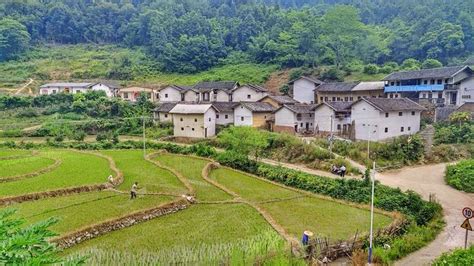 樟坑径 - 古村探访 - 文化库 - 深圳记忆