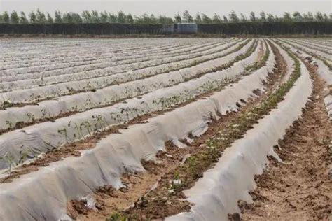 农用膜大棚膜保温地摸地膜农用白膜透明农地膜种菜种地塑料白色-阿里巴巴