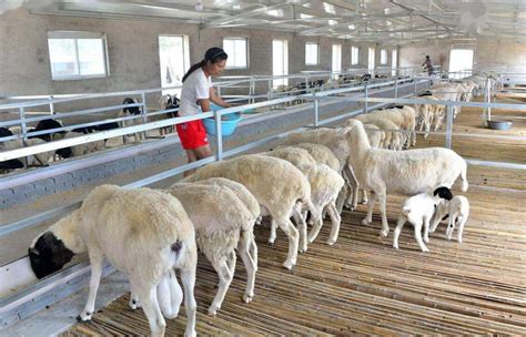 养羊四种模式比较，国内外养羊现状比较，牧草业待发展_养殖一点通