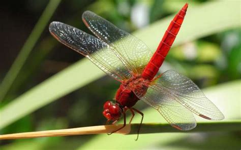 全省首个昆虫多样性监测研究科普基地落地大溪港湿地公园