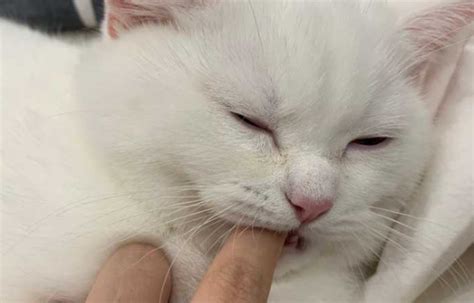 猫咪为什么会突然咬主人一口？它可能在表达这几种意思-宠物网