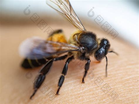 为什么蜂箱口很多死蜂？ - 养蜂技术 - 酷蜜蜂