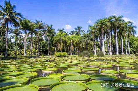 西双版纳植物园-中关村在线摄影论坛