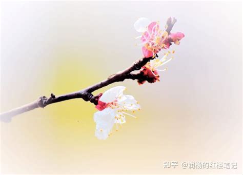 【诗词鉴赏】春风十里，感受春风拂面！