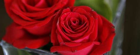 玫瑰花花期多长时间-农百科