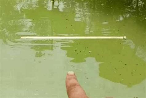 农村小伙废弃池塘抓鱼，突然遭遇水中鳄鱼袭击，一下子就被缠住了_腾讯视频