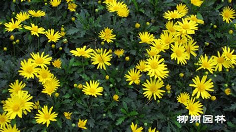 木菊花图片