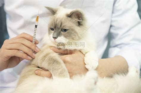 宠物医生给猫打针高清图片下载-正版图片501597926-摄图网