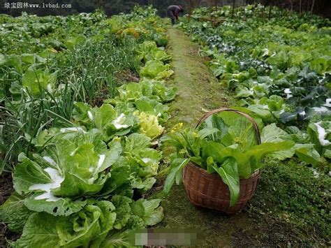 零基础也能学的蔬菜打理术，让家中菜园美得赛花园-搜狐