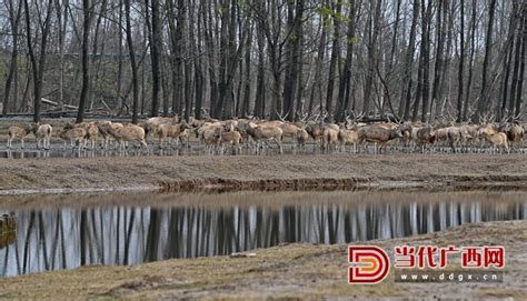 江苏盐城：大丰麋鹿和北京麋鹿首次进行物种血缘交换 -盐城新闻网