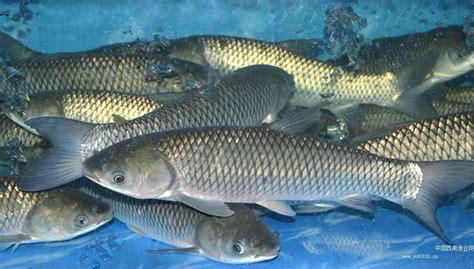 水库养鱼：水库养鱼的十大忠告 - 观赏鱼 - 广州观赏鱼批发市场