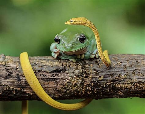 6张图告诉你青蛙才是最可爱的“神奇动物”|界面新闻 · 商业