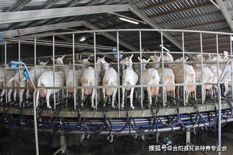 北京中农大农业规划设计院 行业热点 我国智慧畜牧业发展现状与趋势