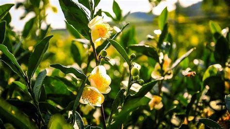 茶树花图片