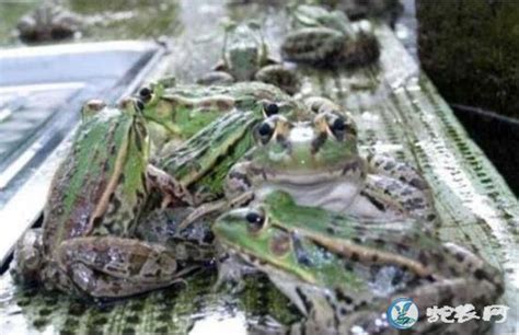 野生动物青蛙高清图片下载-正版图片307799463-摄图网
