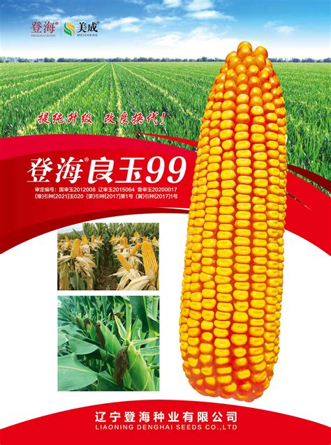 nd367玉米品种,沃玉111玉米品种,玉米品种_大山谷图库