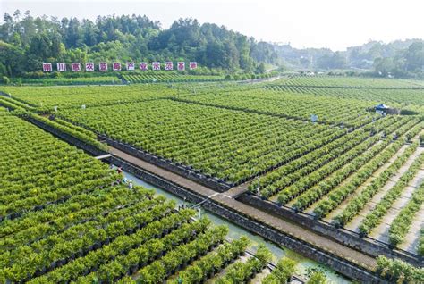 重庆周边蓝莓采摘地：南川乐翠蓝莓园- 重庆本地宝