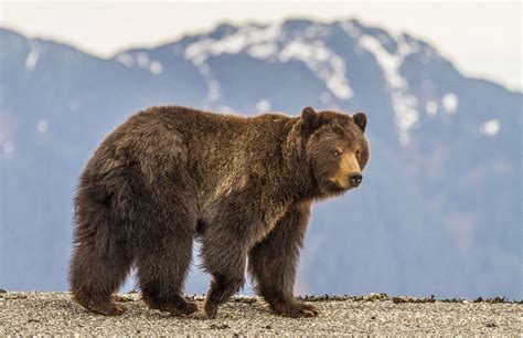 阿拉斯加棕熊,科迪亚克棕熊天敌,普通棕熊_大山谷图库