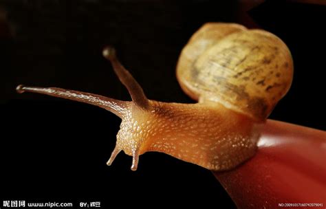 【蜗牛摄影图片】生态摄影_太平洋电脑网摄影部落