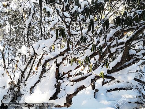 冬季景观图片-被雪覆盖的山间小路素材-高清图片-摄影照片-寻图免费打包下载