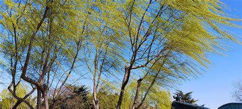 春天柳树发芽仰拍自然风景摄影图高清摄影大图-千库网