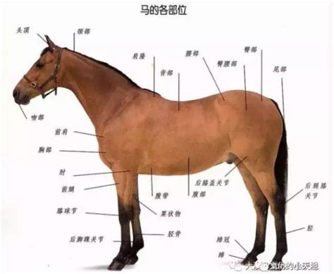 马的结构图及名称,马的图,马的基本图_大山谷图库