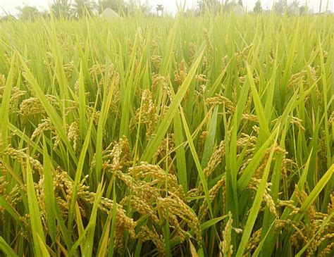 2022超高产水稻新品种有哪些？ - 惠农网