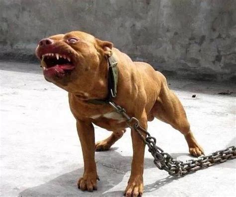 世界十大最凶悍猛犬，比特犬疯起来连主人(2)_巴拉排行榜