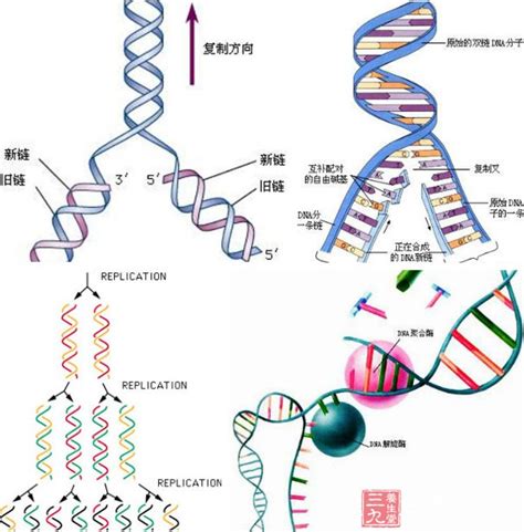 基因突变 - 快懂百科
