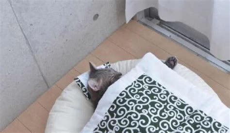 两只小奶猫蒙在被子里睡觉，被子掀开时的场景真的超奶萌_腾讯视频
